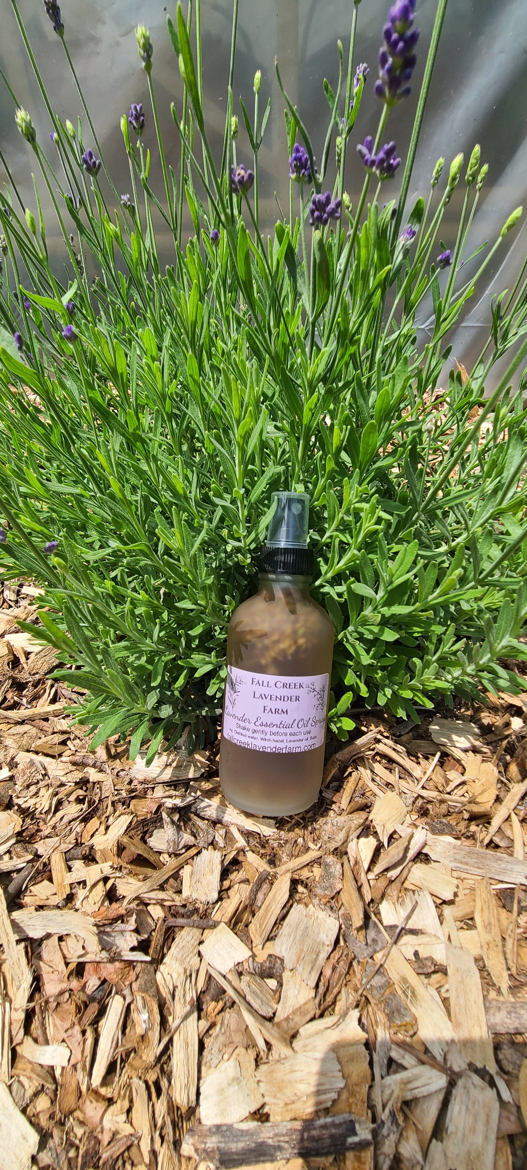 can i spray lavender oil on plants Lavender Essential Oil Spray – Fall Creek Lavender Farm
