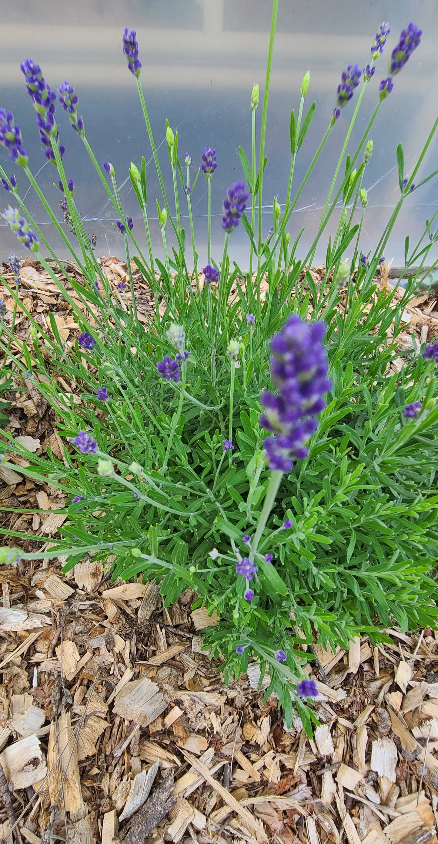 Lavender Essential Oil Spray